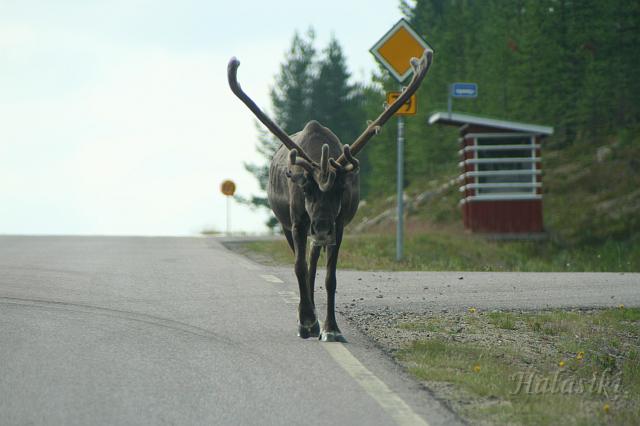 Norwegia (285).JPG - Fińska Laponia - władca szosy w oczekiwaniu na autobus